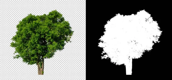 Baum Auf Transparentem Bildhintergrund Mit Clipping Pfad Einzelbaum Mit Clipping — Stockfoto