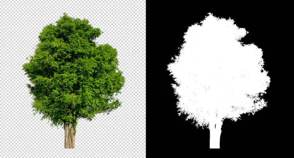 Tree Transparent Picture Background Clipping Path Single Tree Clipping Path — Stock Photo, Image