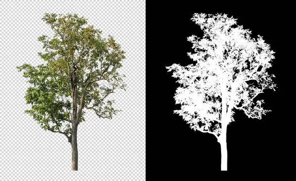 Árbol Sobre Fondo Transparente Con Ruta Recorte Árbol Único Con — Foto de Stock