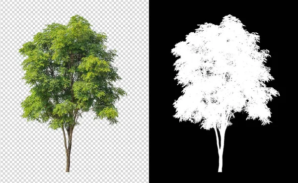 Árbol Sobre Fondo Transparente Con Ruta Recorte Árbol Único Con — Foto de Stock