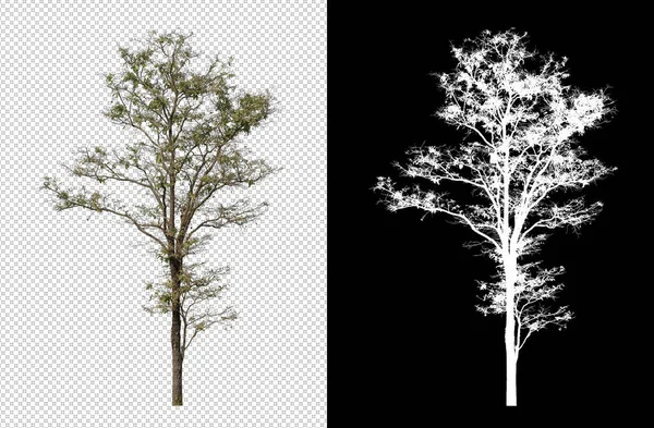 クリッピングパスのある透明な背景の木 クリッピングパスのある単一の木 黒の背景のアルファチャンネル — ストック写真