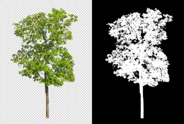 クリッピングパスのある透明な背景の木 クリッピングパスのある単一の木 黒の背景のアルファチャンネル — ストック写真