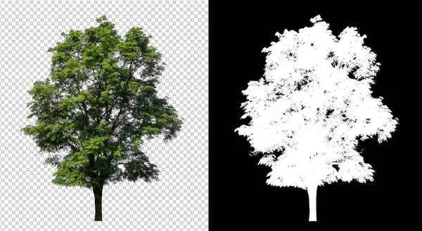 Tree on transparent picture background with clipping path, single tree with clipping path and alpha channel on black background