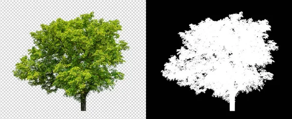 Árbol Sobre Fondo Transparente Con Ruta Recorte Árbol Único Con — Foto de Stock