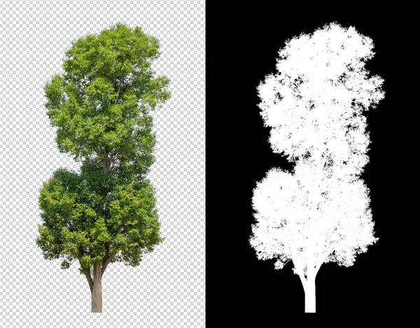 Árbol Sobre Fondo Transparente Con Ruta Recorte Árbol Único Con —  Fotos de Stock