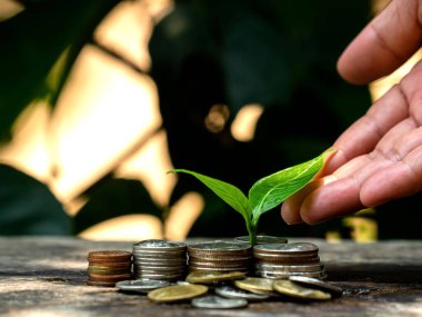 Ideas for Saving Money and Economic Growth The saplings that grow on piles of coins have a natural backdrop.