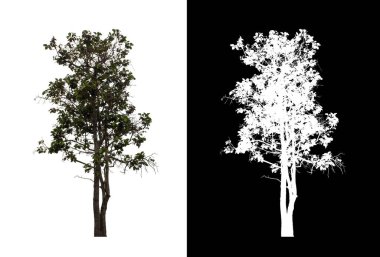Kesme yolu ile şeffaf resim arkaplan üzerinde ağaç, kırpma yolu olan tek ağaç ve siyah arkaplanda alfa kanalı