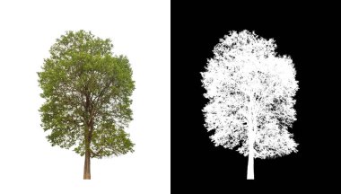 Kesme yolu ile şeffaf resim arkaplan üzerinde ağaç, kırpma yolu olan tek ağaç ve siyah arkaplanda alfa kanalı