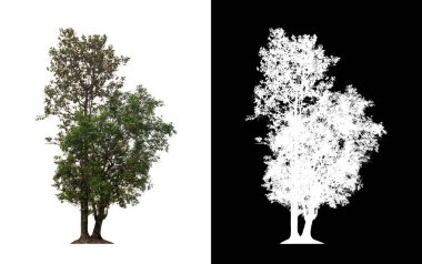 Kesme yolu ile şeffaf resim arkaplan üzerinde ağaç, kırpma yolu olan tek ağaç ve siyah arkaplanda alfa kanalı