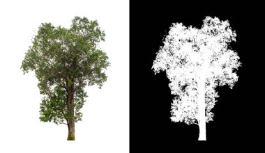Kesme yolu ile şeffaf resim arkaplan üzerinde ağaç, kırpma yolu olan tek ağaç ve siyah arkaplanda alfa kanalı