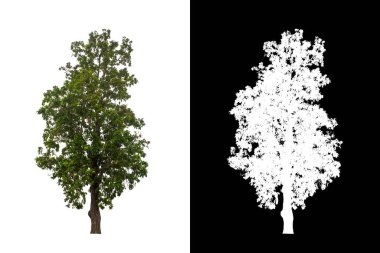 Kesme yolu ile şeffaf resim arkaplan üzerinde ağaç, kırpma yolu olan tek ağaç ve siyah arkaplanda alfa kanalı