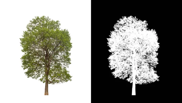 Kesme yolu ile şeffaf resim arkaplan üzerinde ağaç, kırpma yolu olan tek ağaç ve siyah arkaplanda alfa kanalı