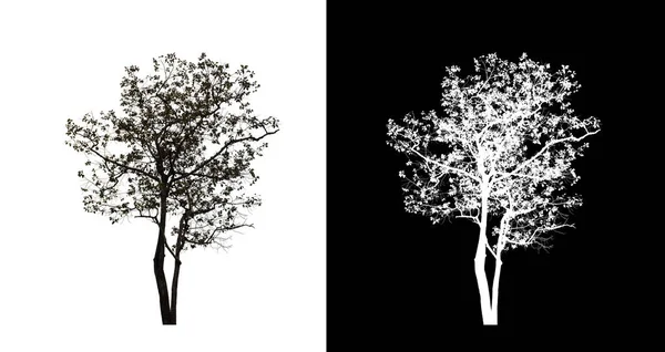 Tree Transparent Picture Background Clipping Path Single Tree Clipping Path — Stock Photo, Image