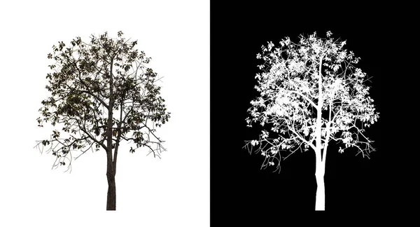 Kesme yolu ile şeffaf resim arkaplan üzerinde ağaç, kırpma yolu olan tek ağaç ve siyah arkaplanda alfa kanalı