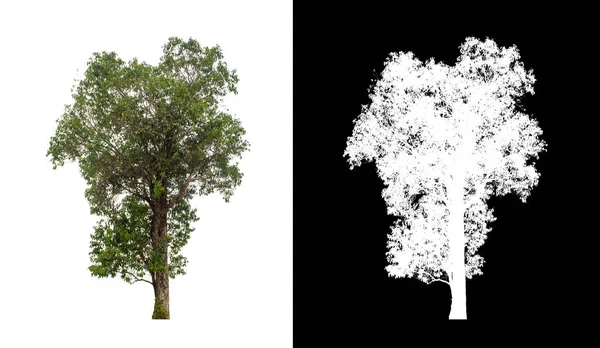 Kesme yolu ile şeffaf resim arkaplan üzerinde ağaç, kırpma yolu olan tek ağaç ve siyah arkaplanda alfa kanalı