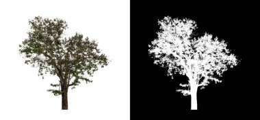 Kesme yolu ile şeffaf resim arkaplan üzerinde ağaç, kırpma yolu olan tek ağaç ve siyah arkaplanda alfa kanalı
