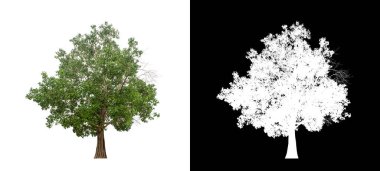 Kesme yolu olan şeffaf resim arkaplanı, kırpma yolu ve alfa kanalı olan tek ağaç