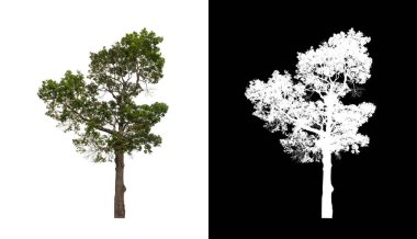 Kesme yolu ile şeffaf resim arkaplan üzerinde ağaç, kırpma yolu olan tek ağaç ve siyah arkaplanda alfa kanalı