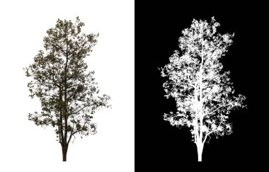 Kesme yolu ile şeffaf resim arkaplan üzerinde ağaç, kırpma yolu olan tek ağaç ve siyah arkaplanda alfa kanalı