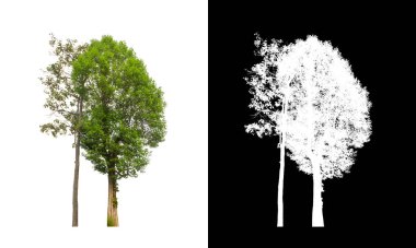 Kesme yolu ile şeffaf resim arkaplan üzerinde ağaç, kırpma yolu olan tek ağaç ve siyah arkaplanda alfa kanalı