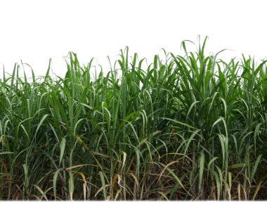 Sugar cane isolated on white background and cliping path