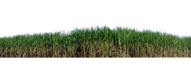 Sugar cane isolated on white background and cliping path