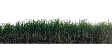 Sugar cane isolated on white background and cliping path