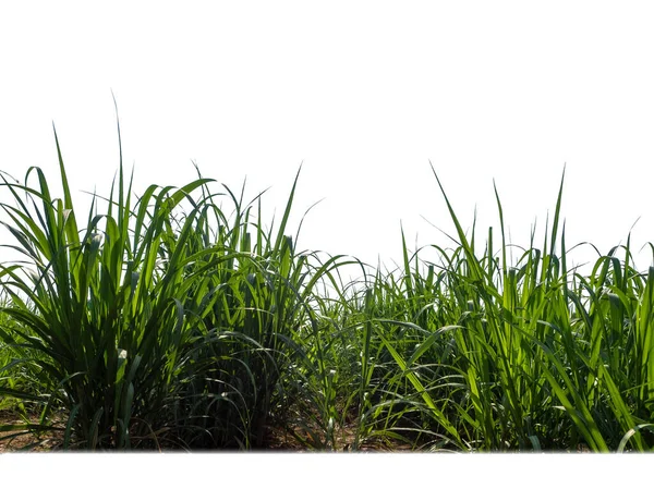 Sugar Cane Isolated White Background Cliping Path — Stok fotoğraf