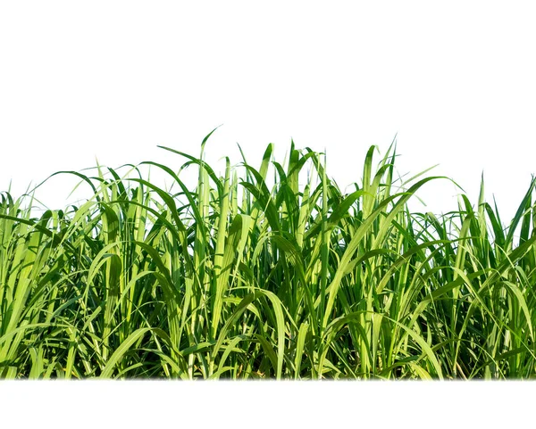 Sugar Cane Isolated White Background Cliping Path — Stock Photo, Image