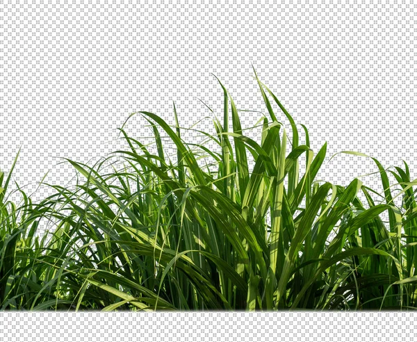 Sugar Cane Transparent Picture Background Clipping Path — Stockfoto