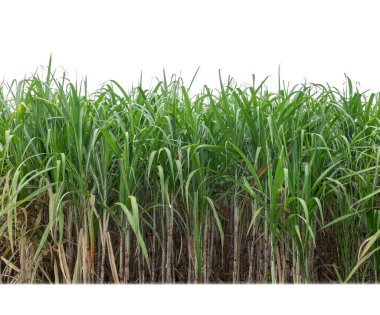 Sugar cane isolated on white background and cliping path