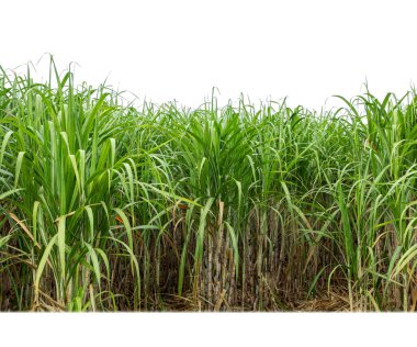 Sugar cane isolated on white background and cliping path