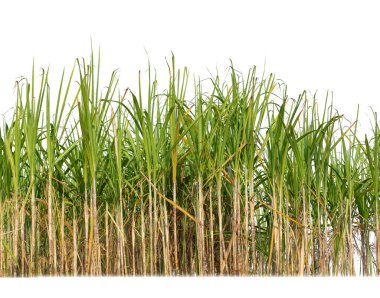 Sugar cane isolated on white background and cliping path