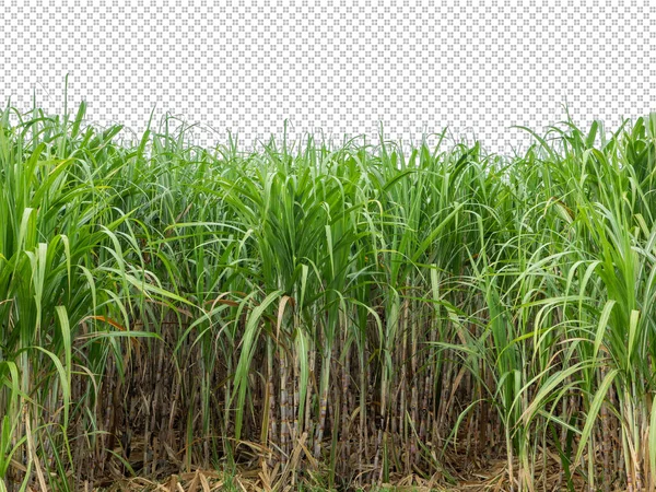 Sugar Cane Transparent Picture Background Clipping Path — Photo