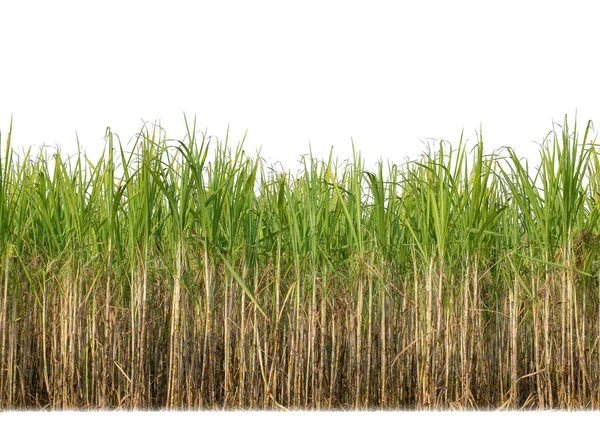 Sugar Cane Isolated White Background Cliping Path — Stockfoto