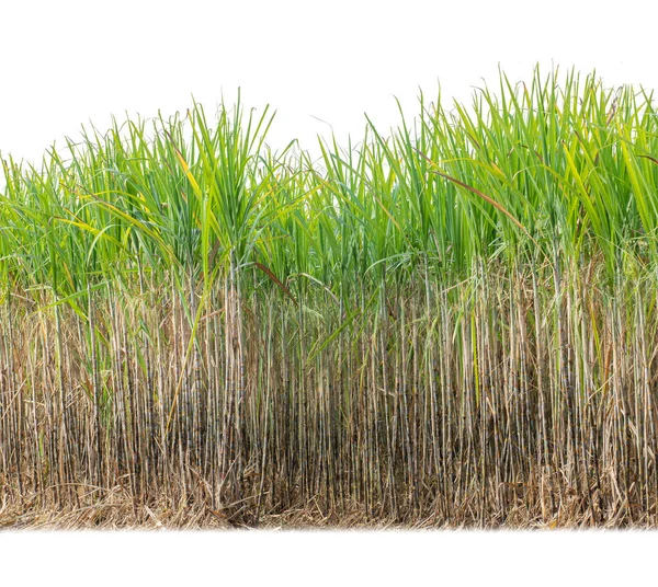 Sugar Cane Isolated White Background Cliping Path — Foto Stock