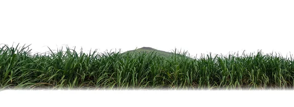 Sugar Cane Isolated White Background Cliping Path — Zdjęcie stockowe