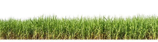 Sugar Cane Isolated White Background Cliping Path — Stockfoto