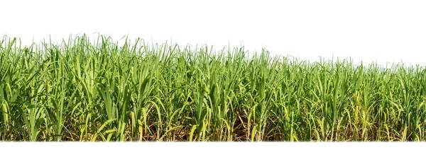 Sugar Cane Isolated White Background Cliping Path — Stock Photo, Image