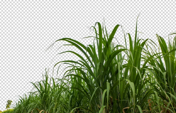 Sugar Cane Transparent Picture Background Clipping Path — 스톡 사진