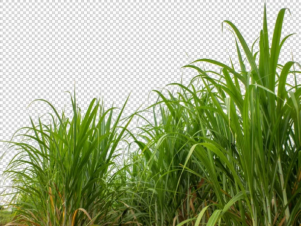 Sugar Cane Transparent Picture Background Clipping Path — Fotografia de Stock