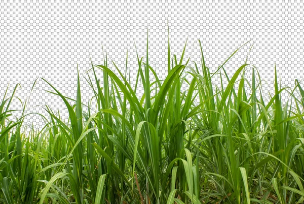 Sugar Cane Transparent Picture Background Clipping Path — Stok fotoğraf