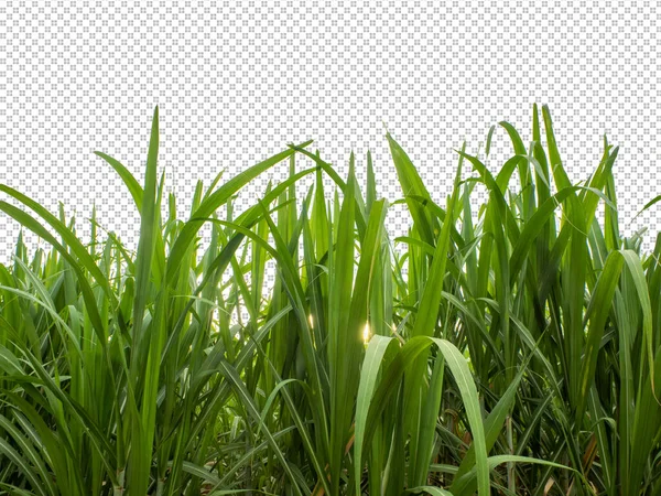 Sugar Cane Transparent Picture Background Clipping Path — Stock Photo, Image