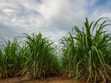 Sugarcane field at sunrise. Aerial view or top view of Sugarcane or agriculture in Thailand.