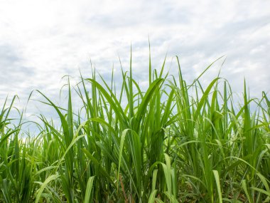 Sugarcane field at sunrise. Aerial view or top view of Sugarcane or agriculture in Thailand.