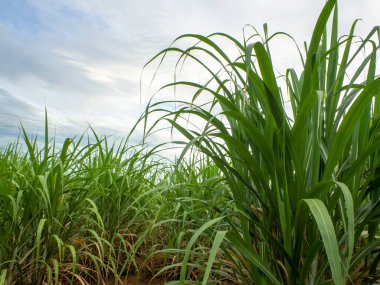 Sugarcane field at sunrise. Aerial view or top view of Sugarcane or agriculture in Thailand.