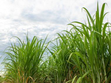 Sugarcane field at sunrise. Aerial view or top view of Sugarcane or agriculture in Thailand.