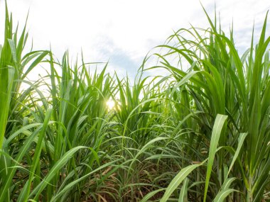 Sugarcane field at sunrise. Aerial view or top view of Sugarcane or agriculture in Thailand.