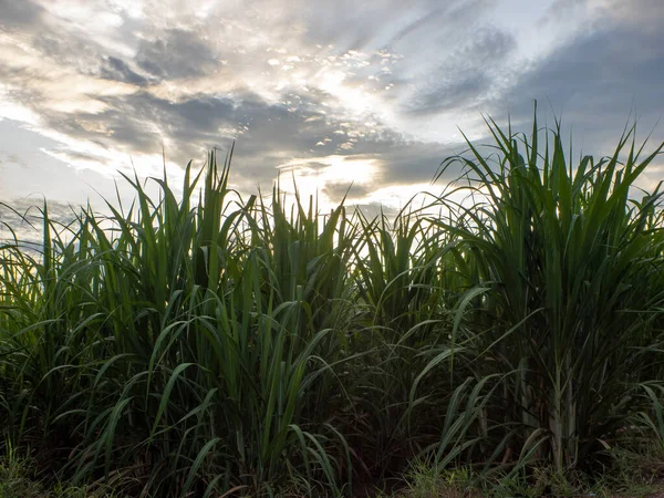 Sugarcane field at sunrise. Aerial view or top view of Sugarcane or agriculture in Thailand.