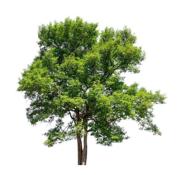 Δέντρο Που Απομονώνονται Λευκό Φόντο Είναι Κατάλληλο Τόσο Για Εκτύπωση — Φωτογραφία Αρχείου